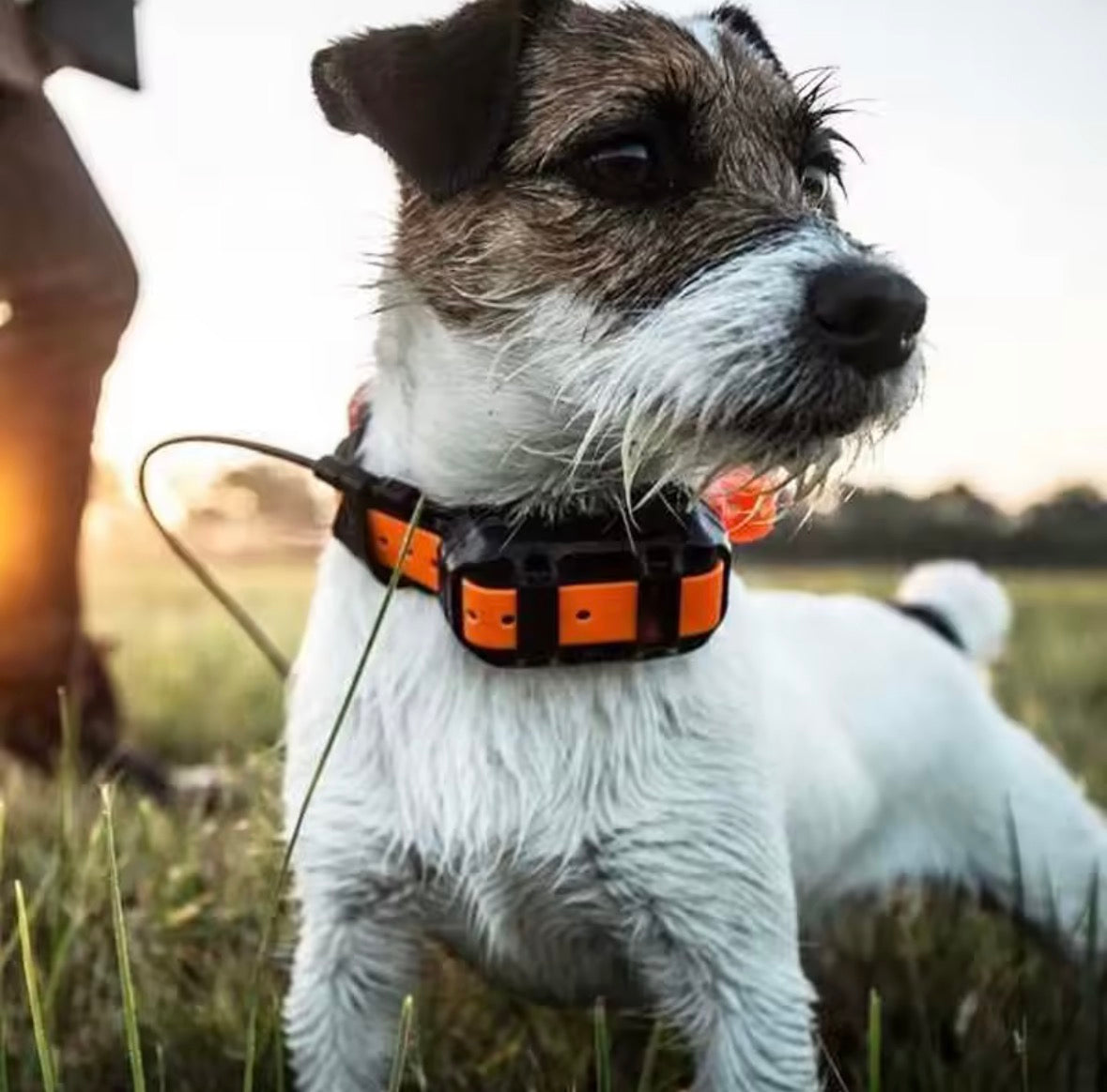 Garmin Astro 430 Hound Tracker GPS Chasse Tracker Compatible avec T5/T5 Mini Collier