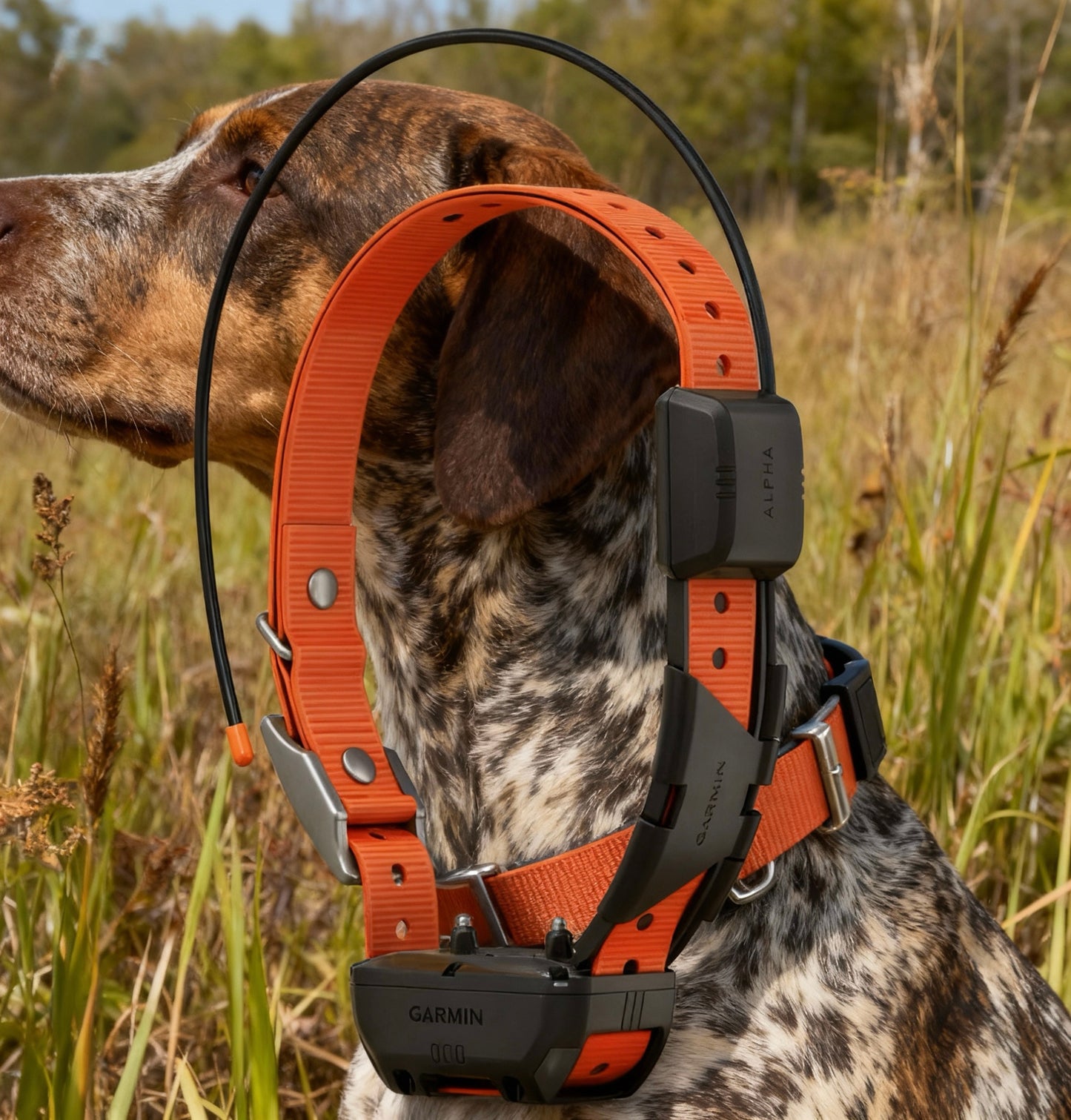 Collier pour chien Garmin TT25